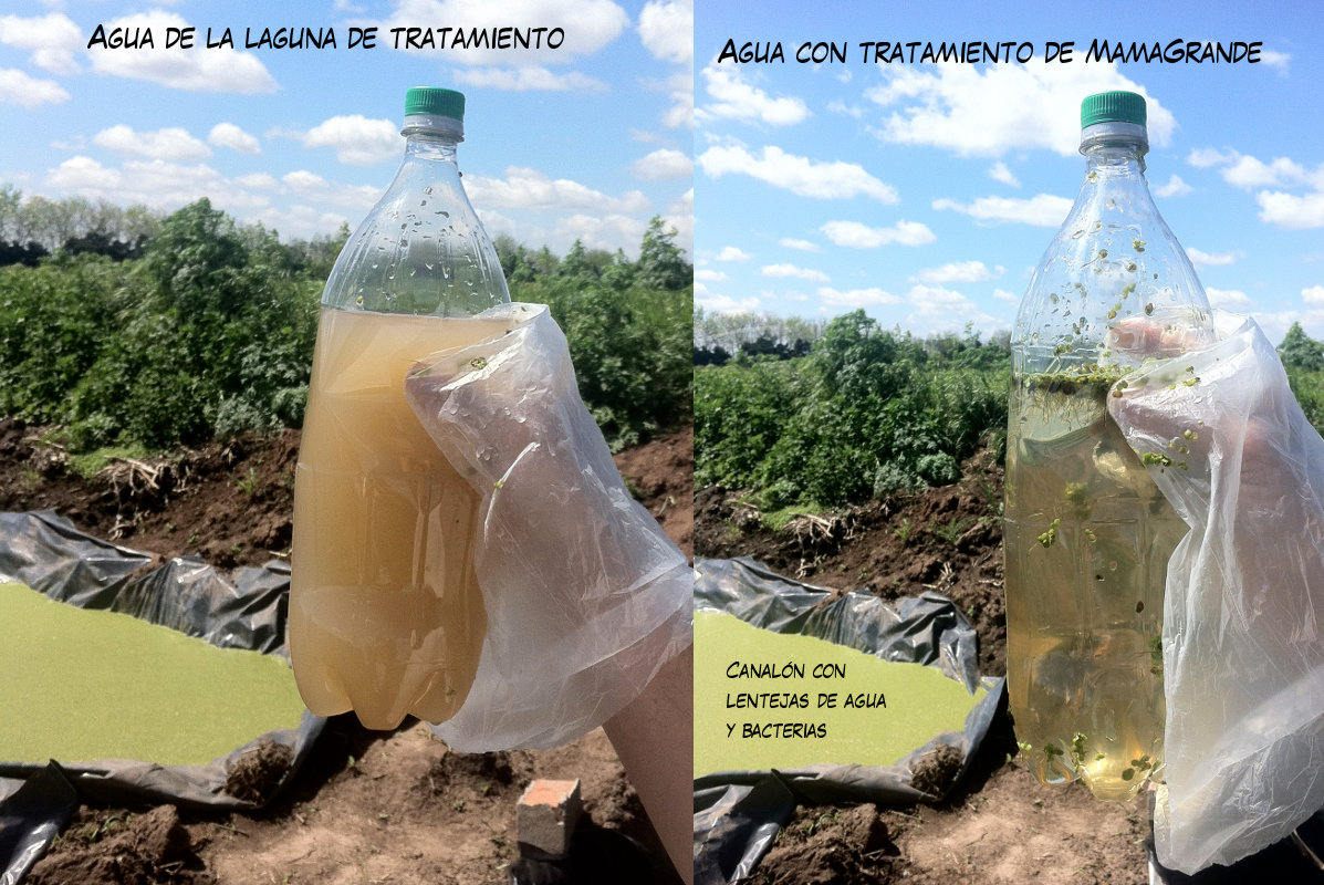 Comparación de agua de los canalones de las pruebas iniciales, sin lemnas el agua muy sucia, con lemnas el agua transparente.